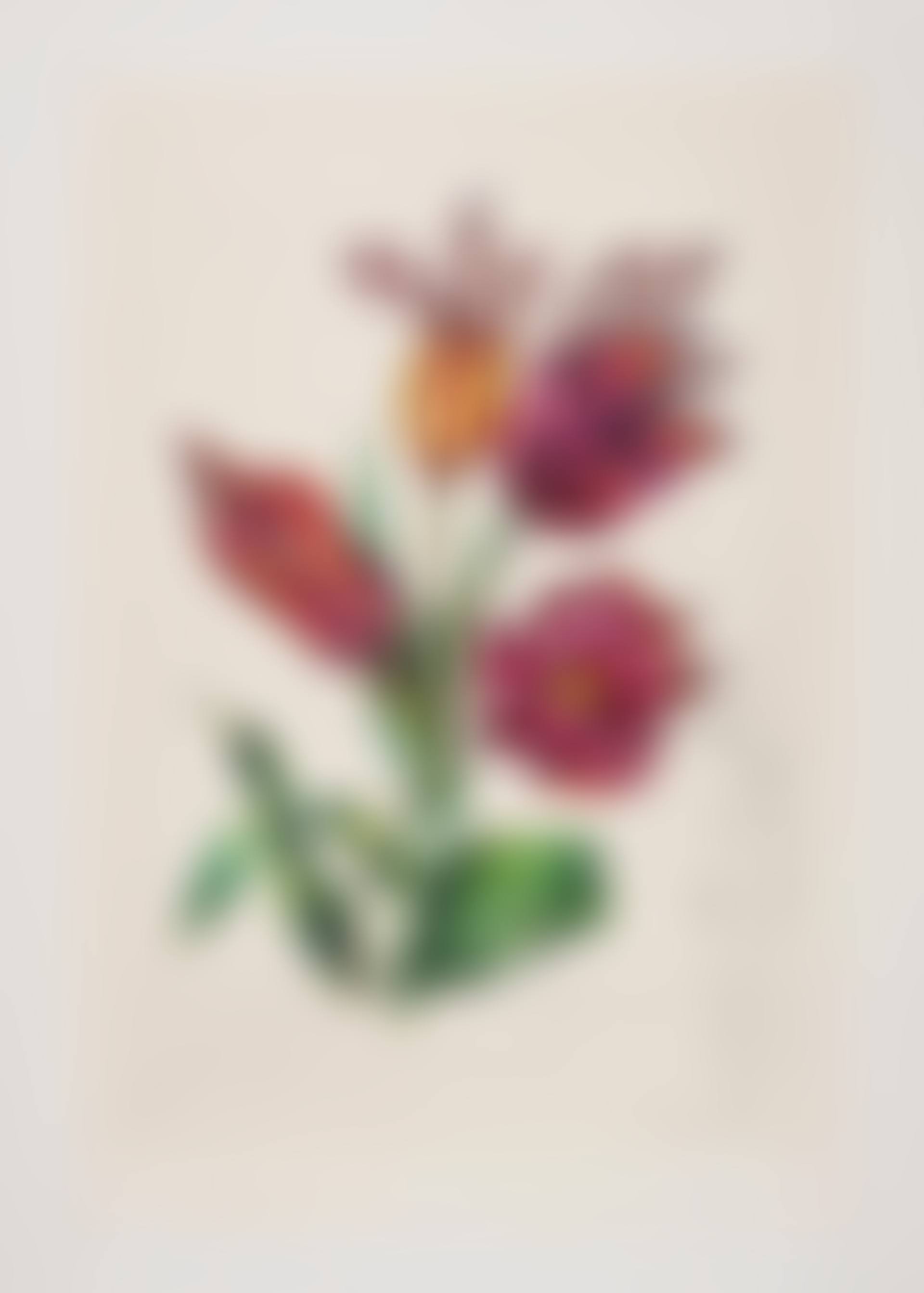 Tulipa crudeliter basiantes, from Surrealistic Flowers (Field 72-7E; M&L 550) (preview)
