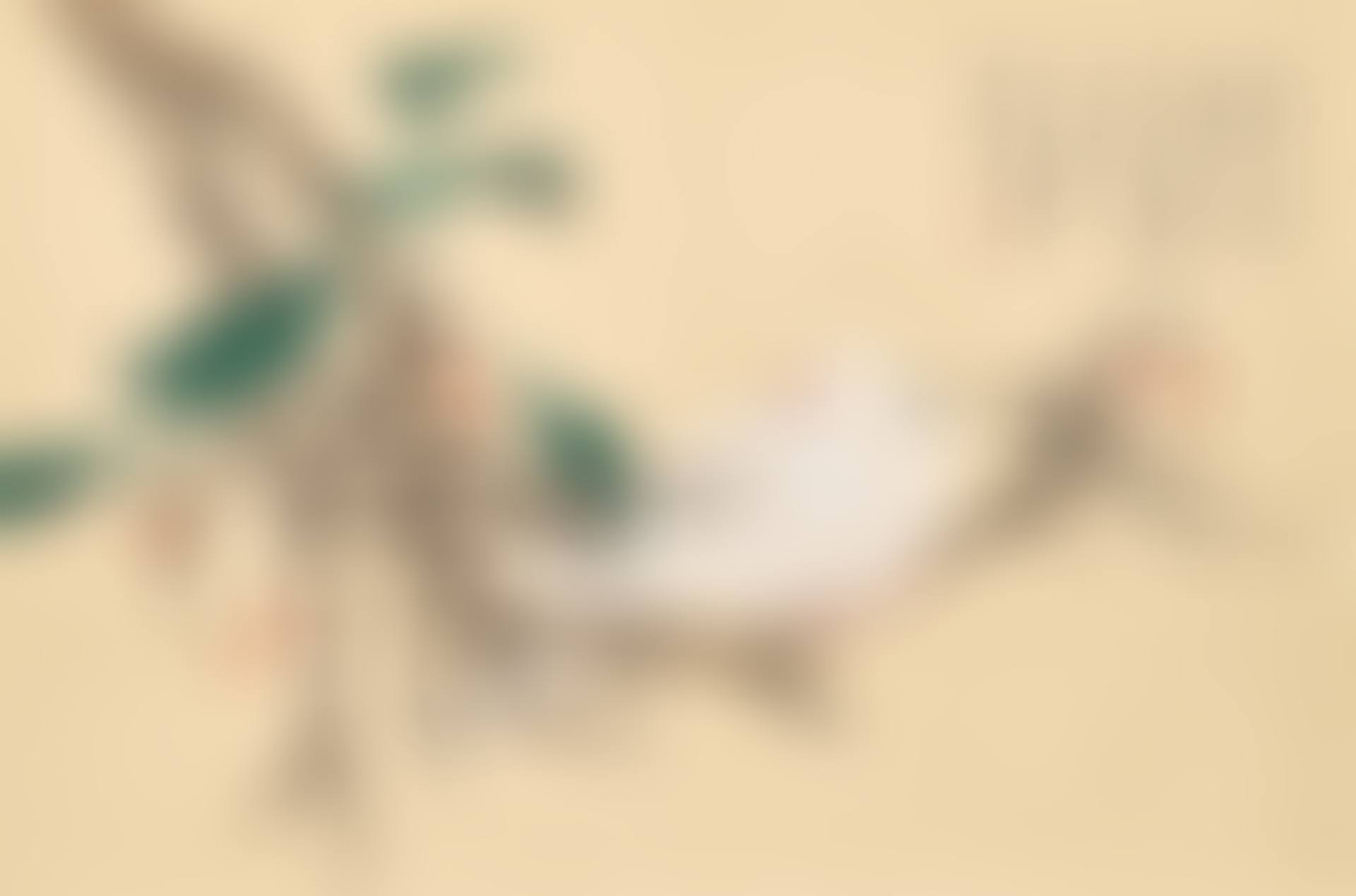 White Turtledove (preview)