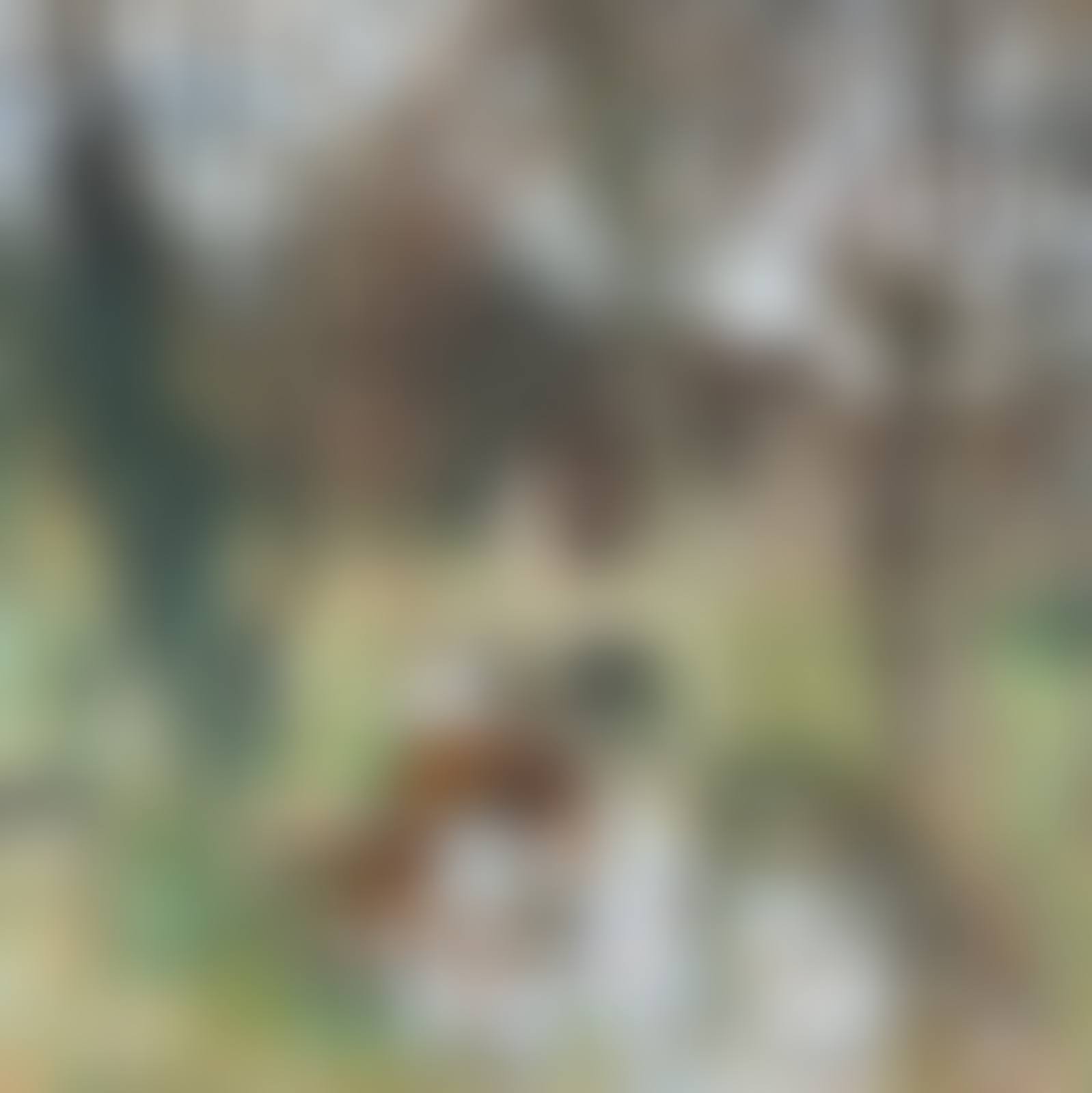 Au bord de la rivière, près du moulin (preview)