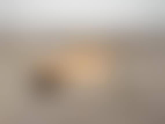 A mounted taxidermy tiger skin and head (preview)