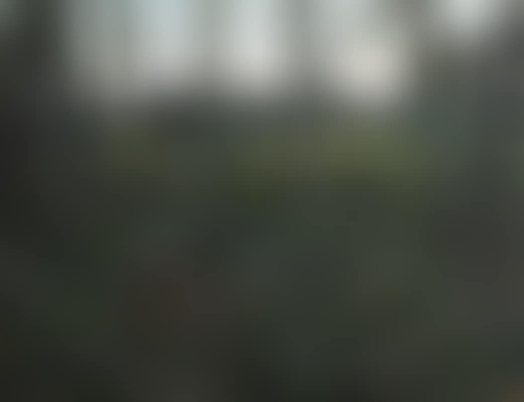 Sturmschaden Lothar (Storm Damage) (preview)