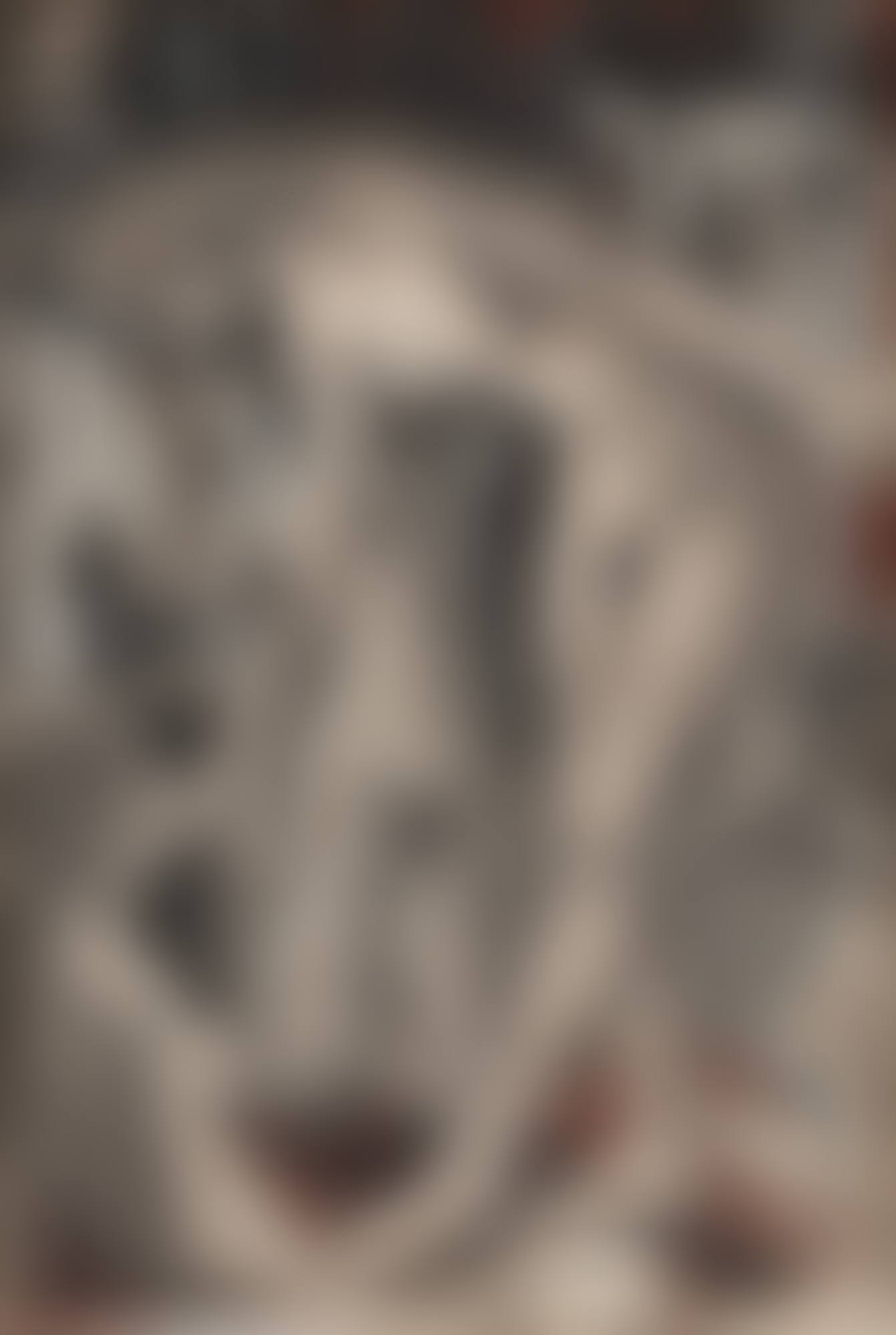 Salomé (preview)
