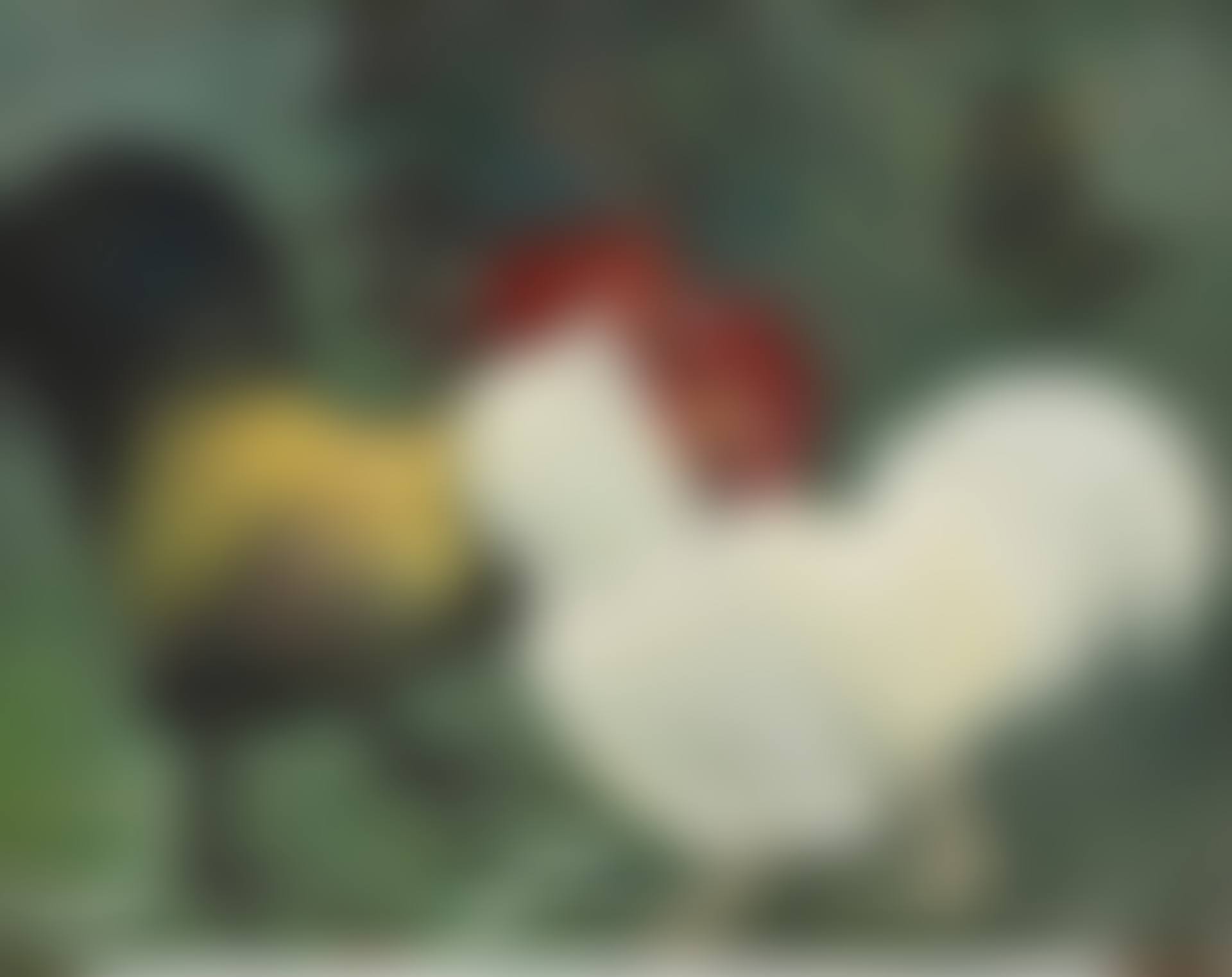 Cockfight (preview)
