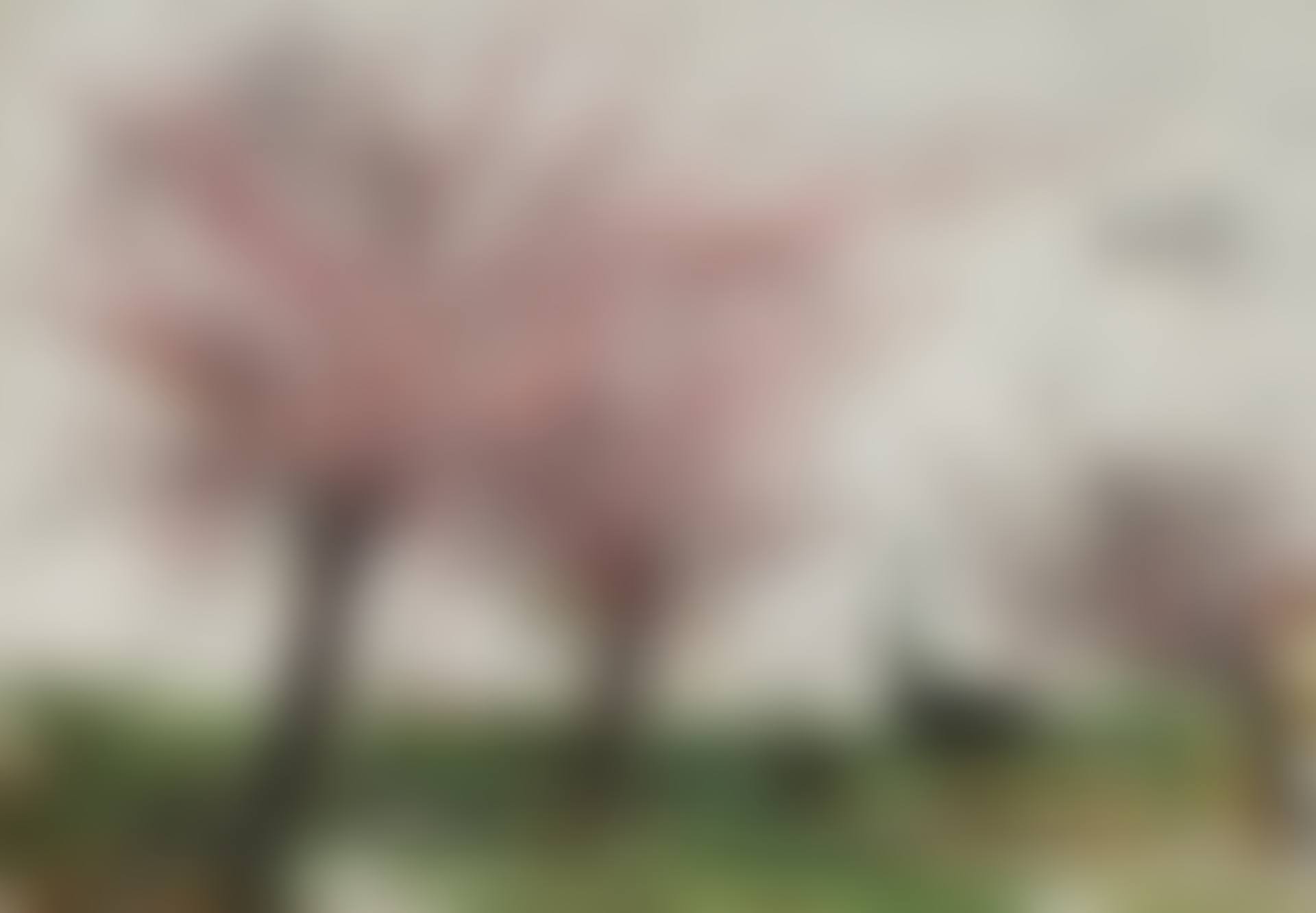 Pommiers en fleurs (preview)