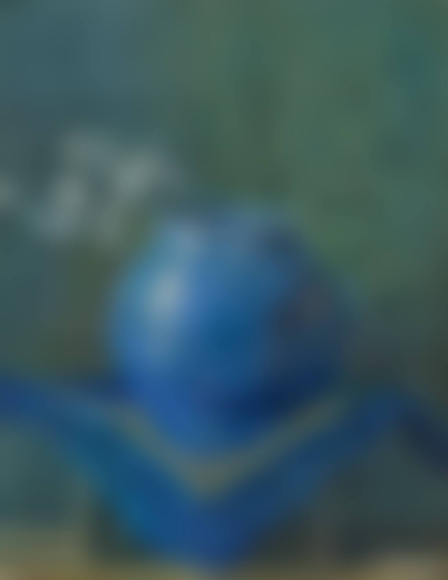 Stilleben Eines Silberblattes in Blauer Vase (Still Life of a Moneyplant Branch in Blue Vase) (preview)