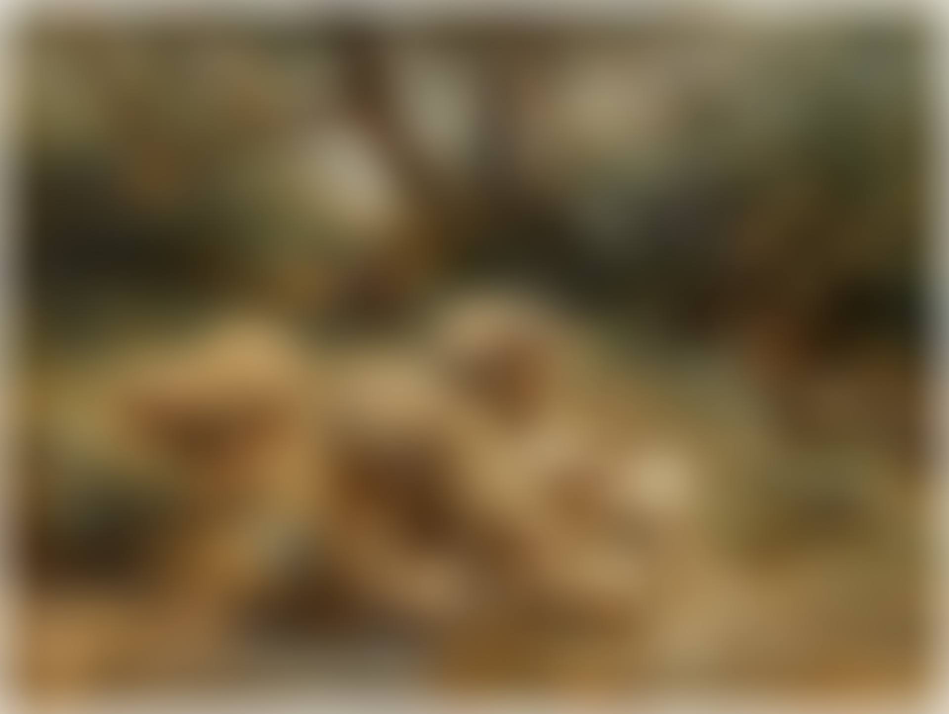 Sheep by the River's Edge (preview)