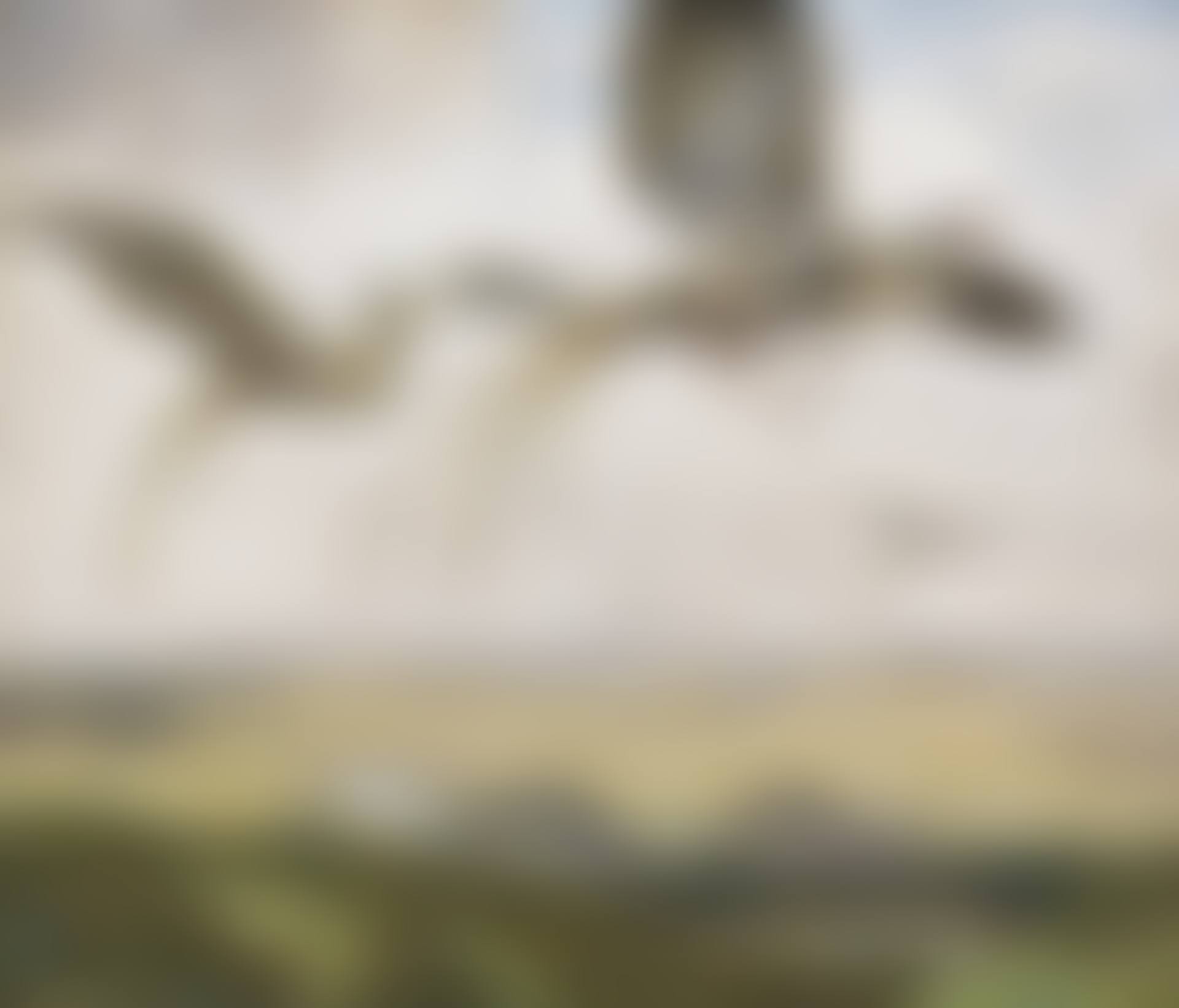 Wundervögel (preview)