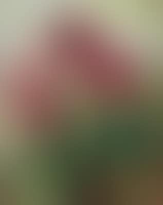 Blumenstillleben (preview)
