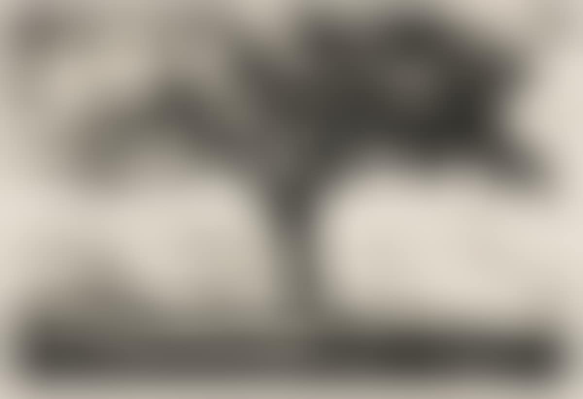 The Tree. (preview)