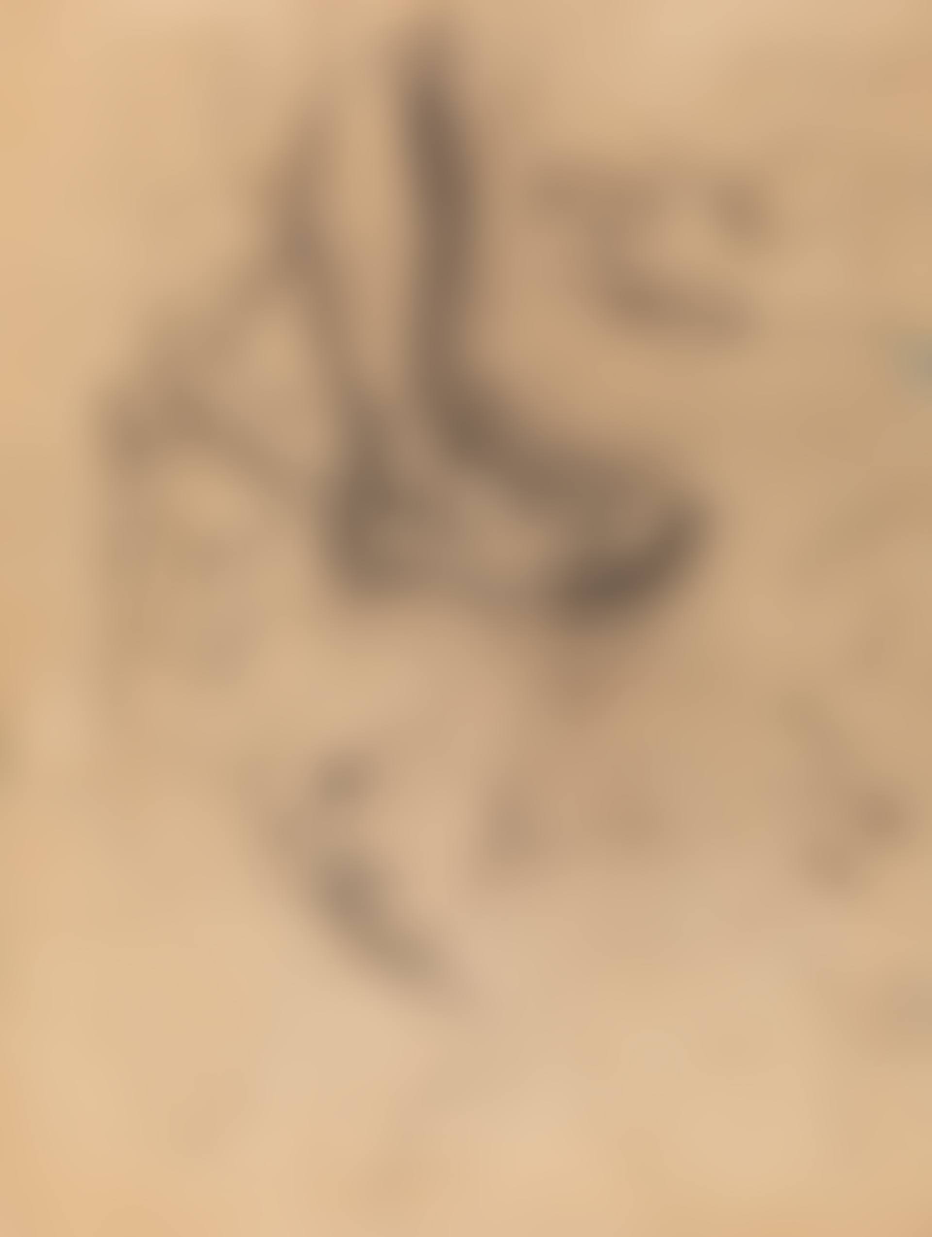 Anatomic Studies (preview)