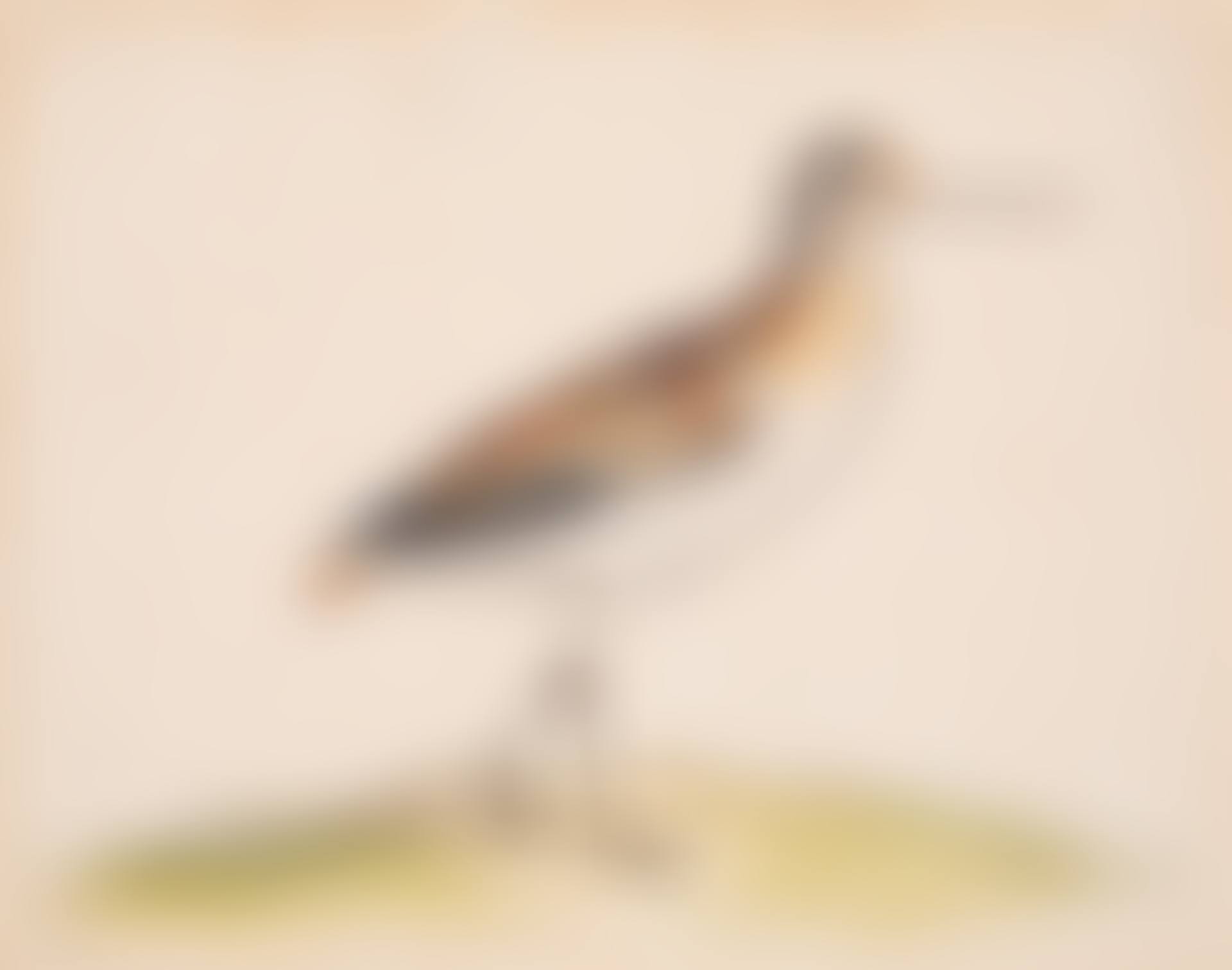 A Black-tailed Godwit (preview)
