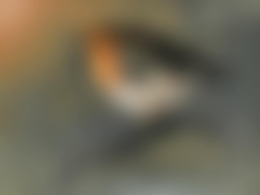Robin (preview)