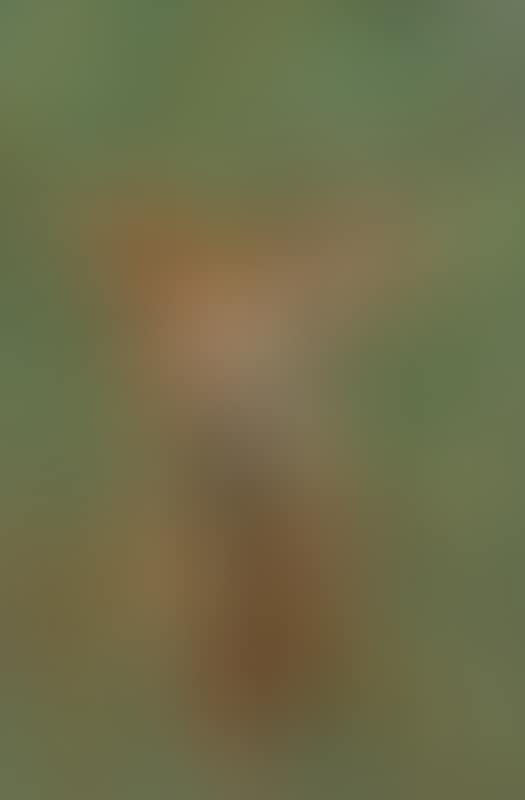 Stag (preview)