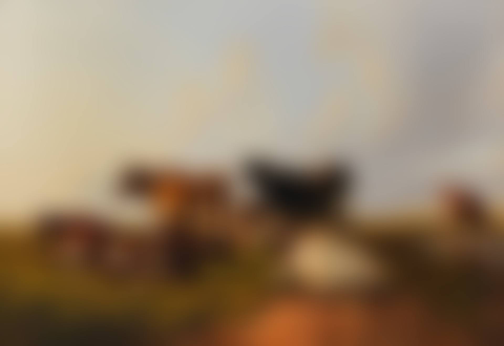 Cattle grazing in a meadow (preview)