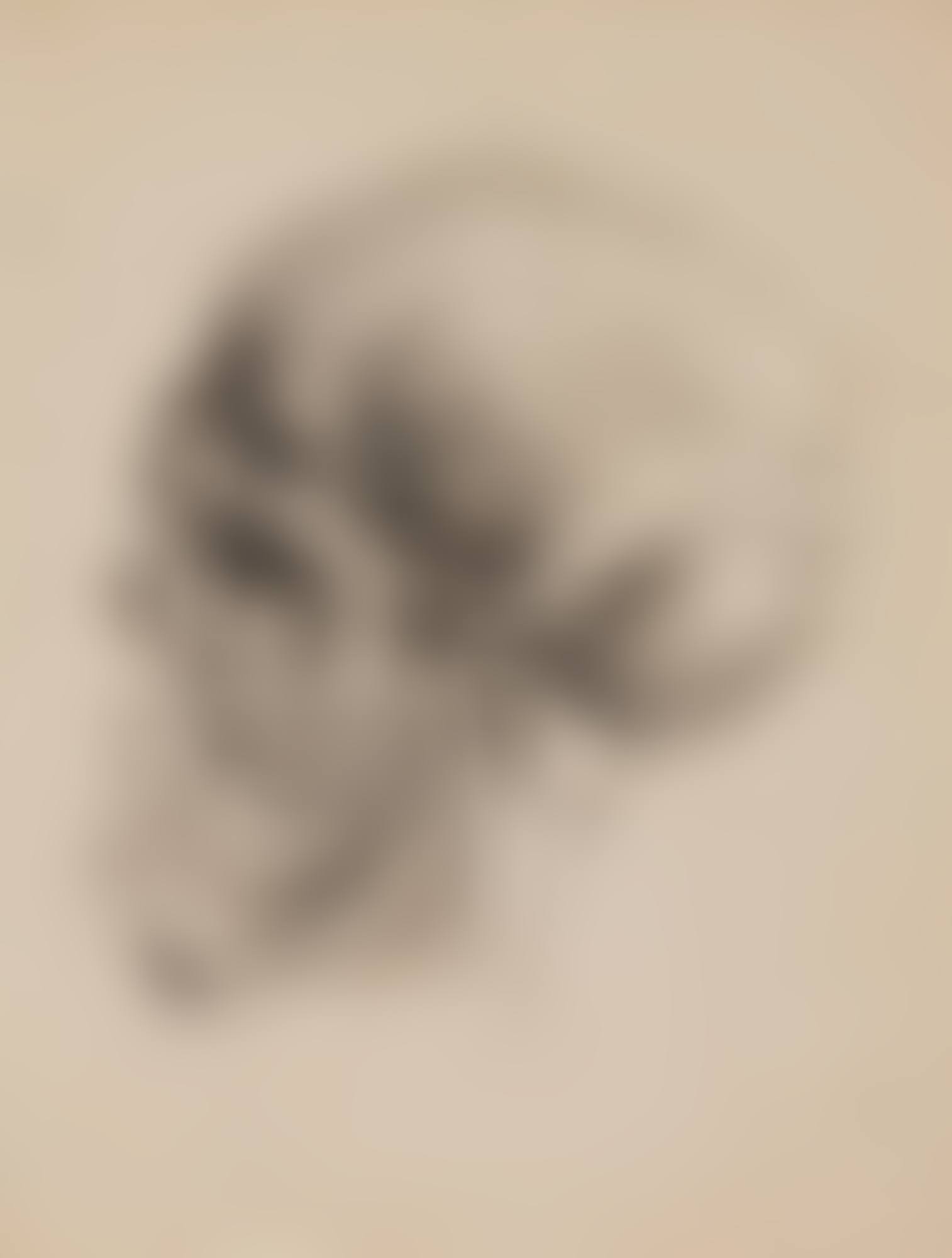 Skull in Profile (preview)