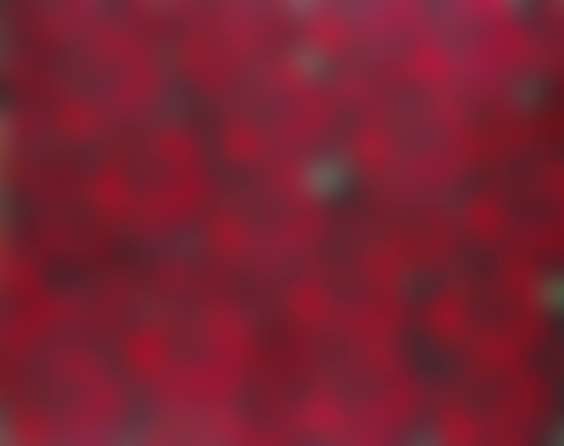 Untitled (Red Roses) (preview)