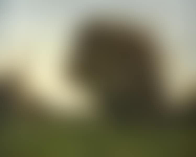 MEADOW AT SUNSET (preview)