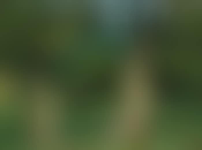 TREES, VERMONT (preview)