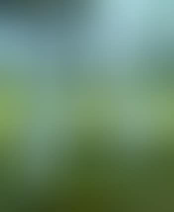 STEEPLE THROUGH THE BIRCHES (preview)