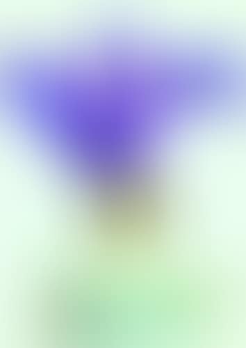 LAVENDER PLUMES (preview)