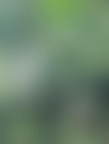 GREENS AND GRAY (preview)