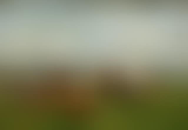 Grazing cows (preview)