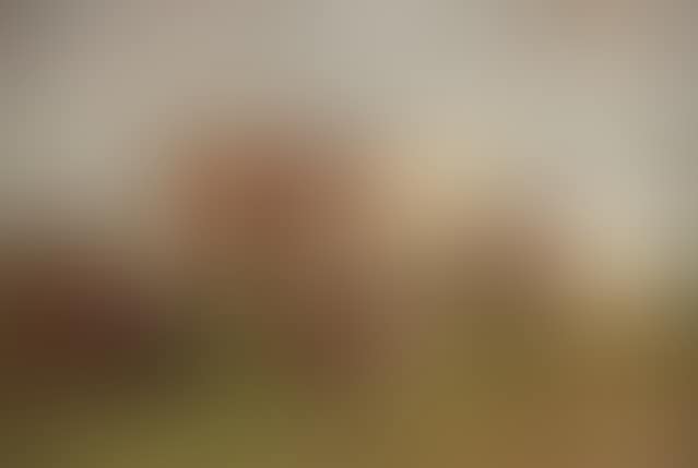 Grazing cows (preview)