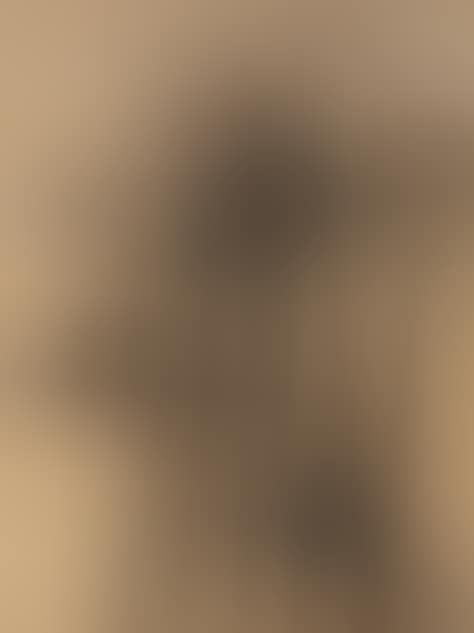 Birds (preview)