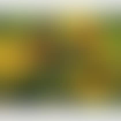 Sunflowers (preview)