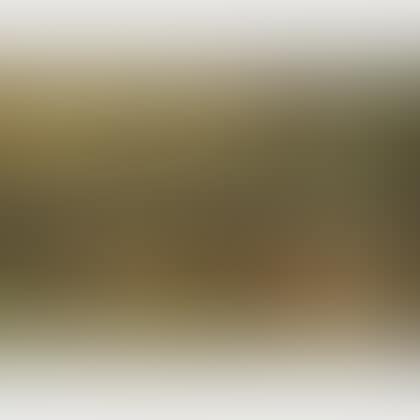 Cows Resting in a Field (preview)