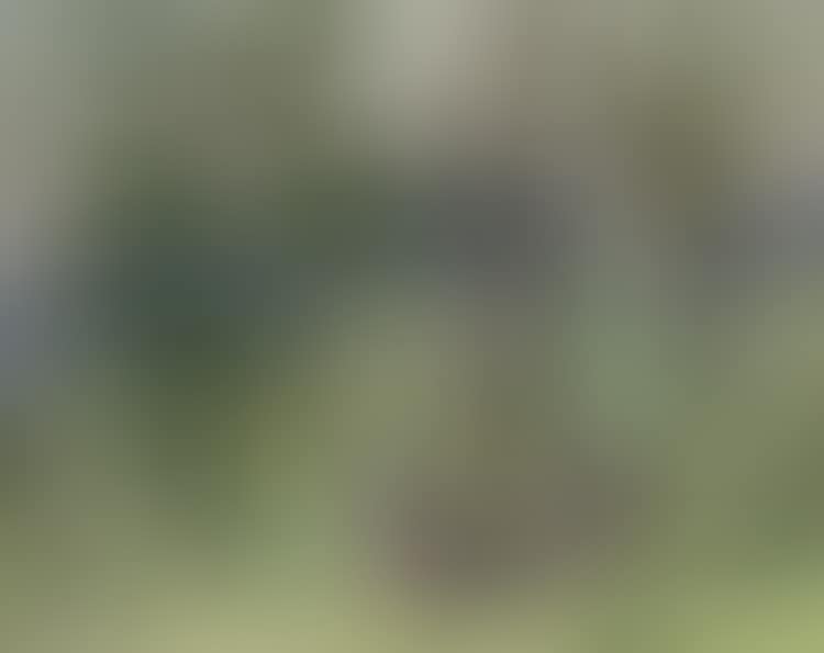 Woodland Tangle (preview)