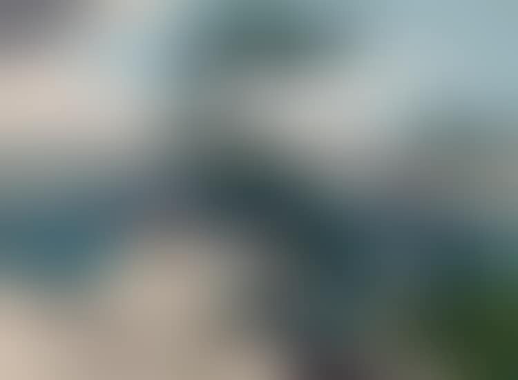 White Pine (preview)
