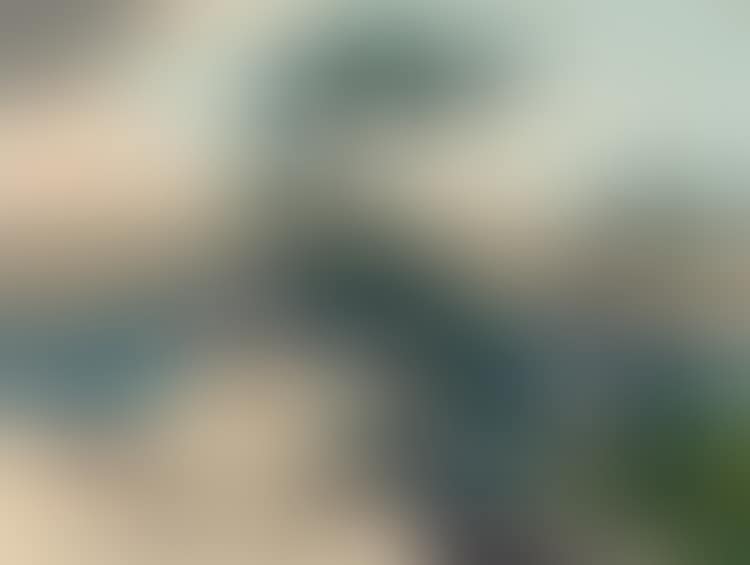 White Pine (preview)