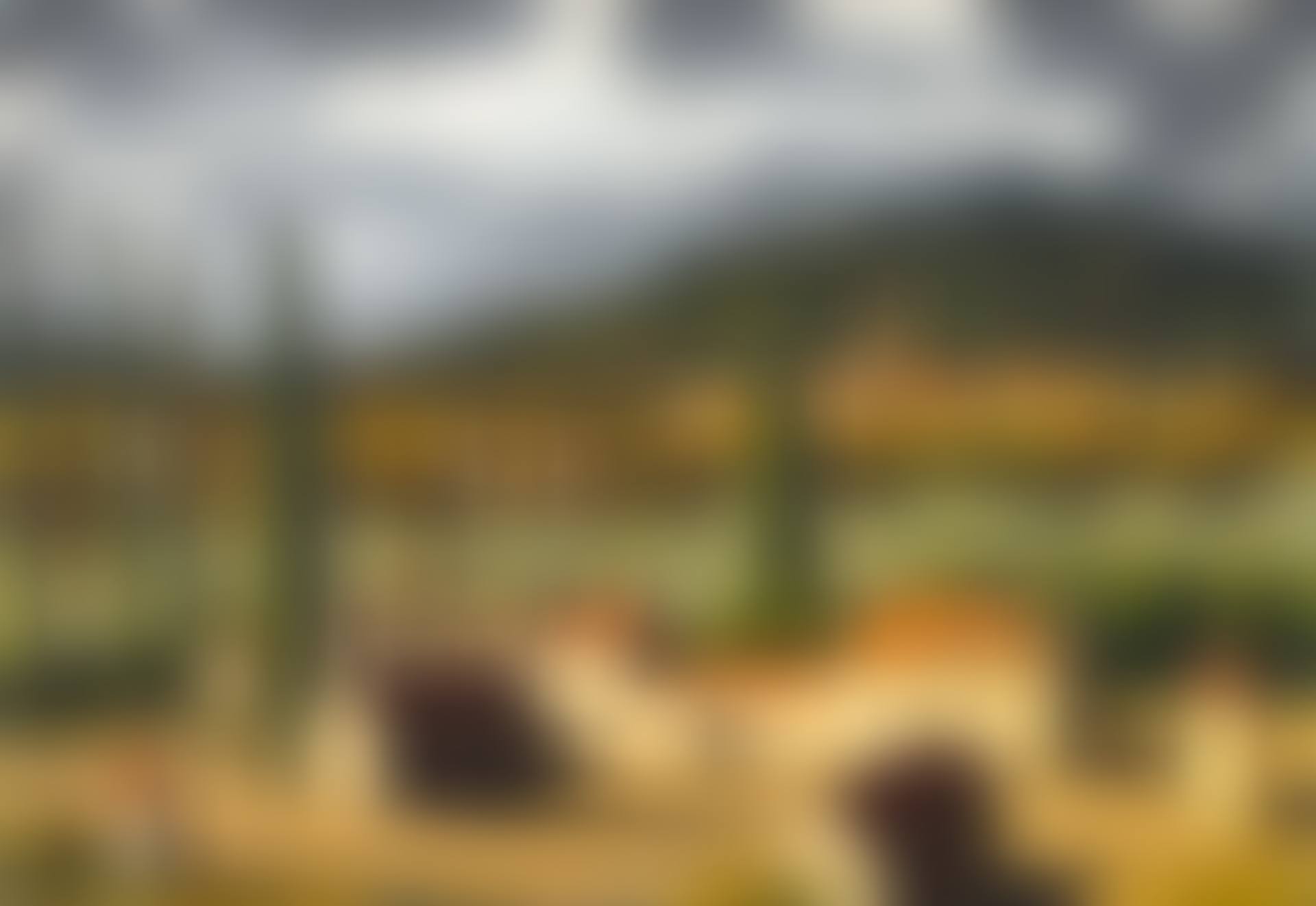 La Château et le Loire (preview)