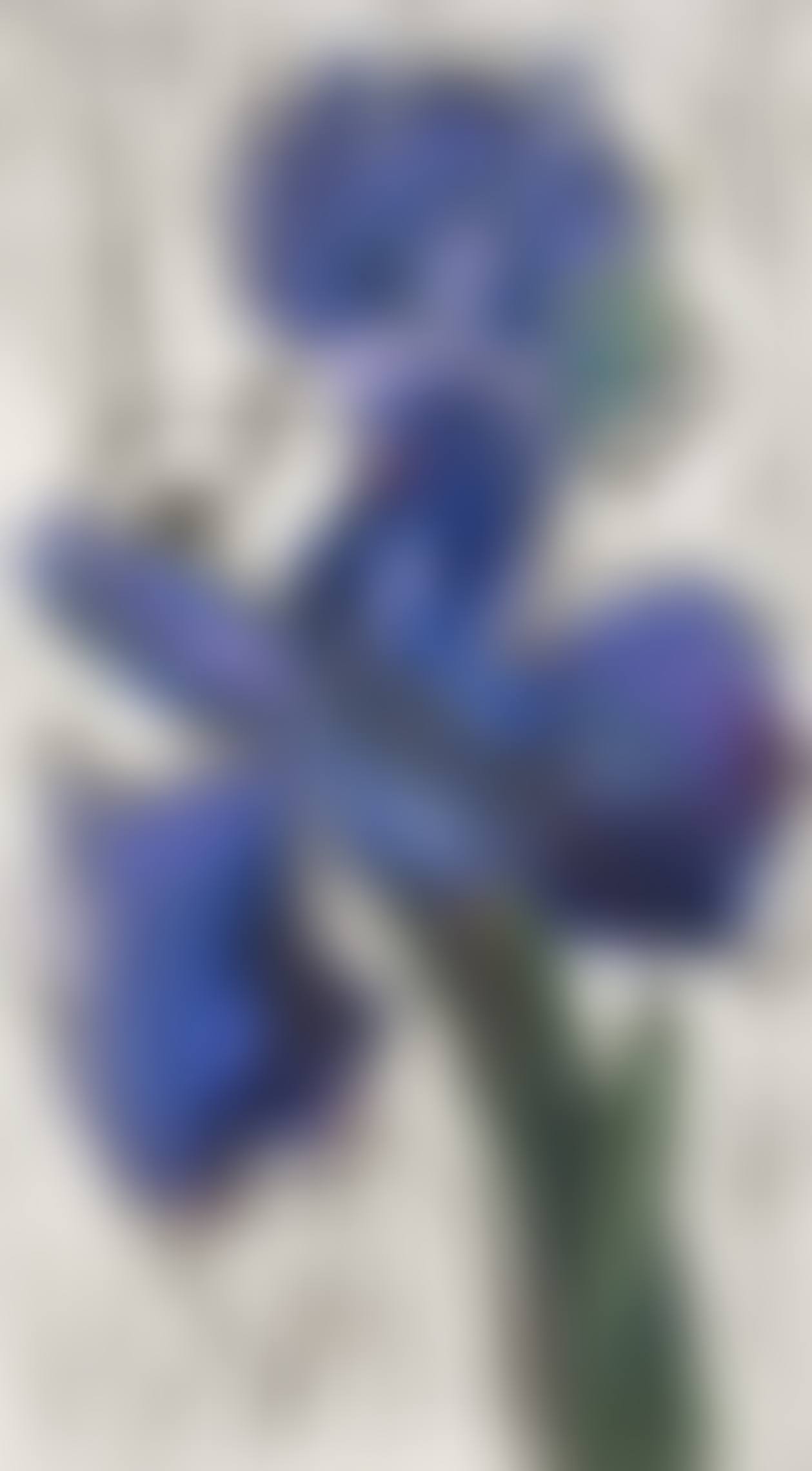 Dutch Iris (preview)