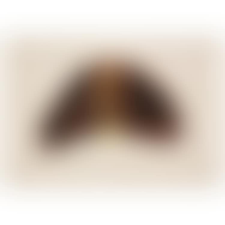 Plant form (preview)