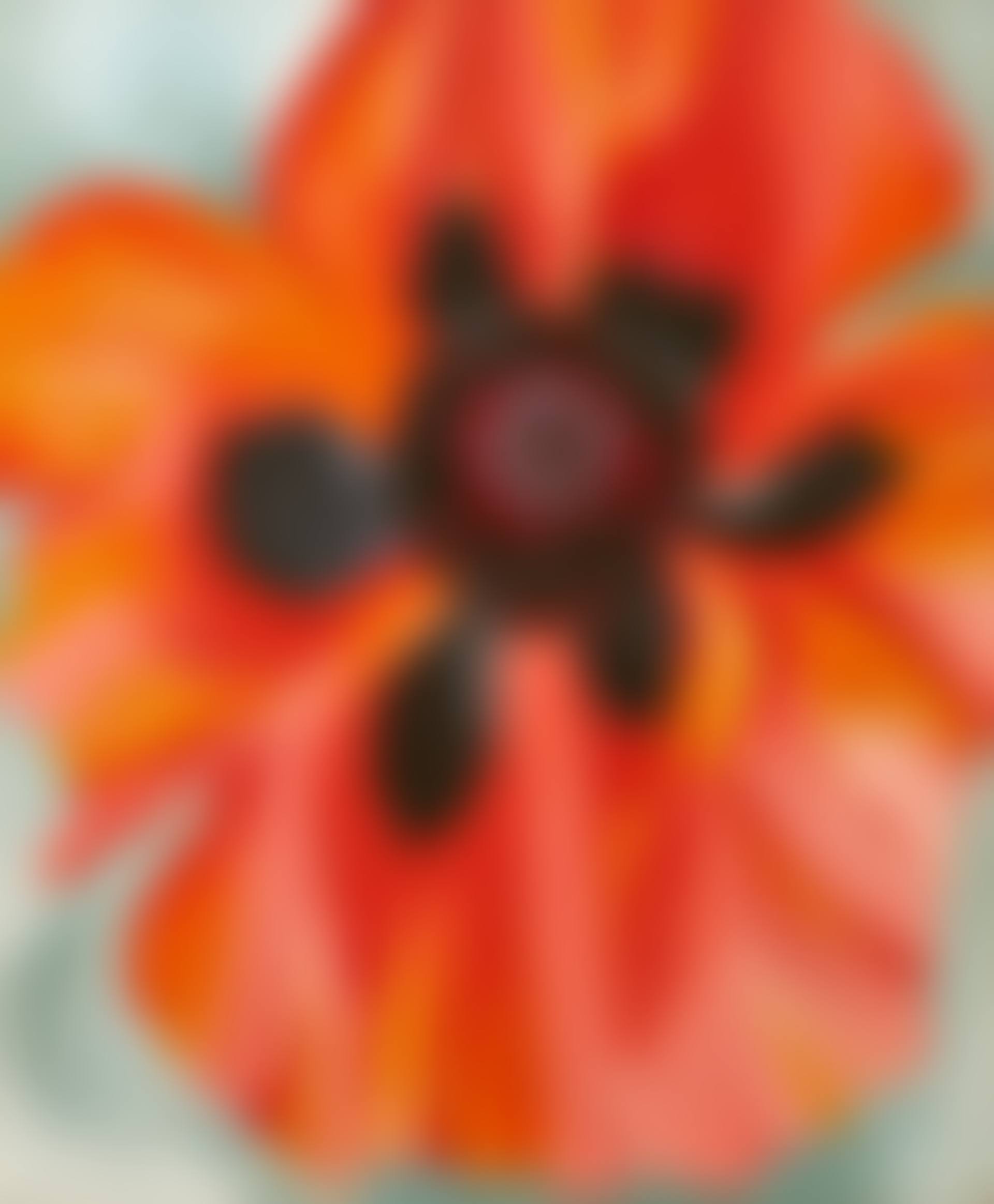Red Poppy (preview)