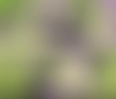 Viola e nero su verde (preview)