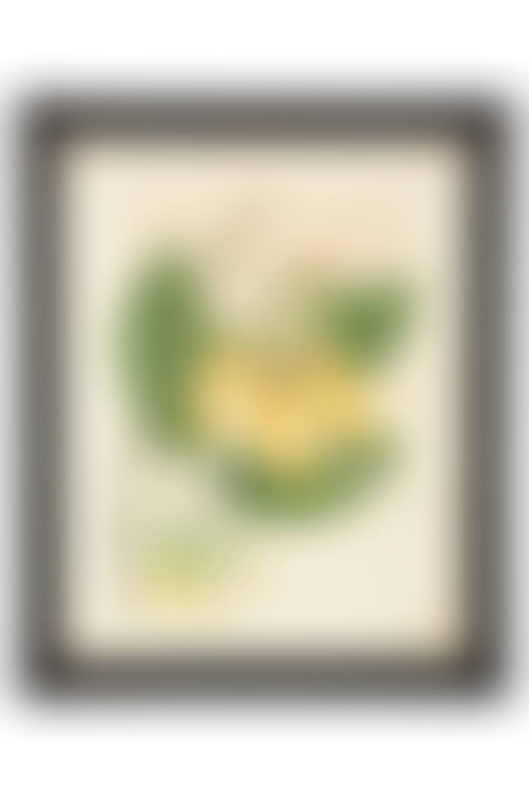A Set of Eighteen Framed English Botanical Watercolor Illustrations (preview)