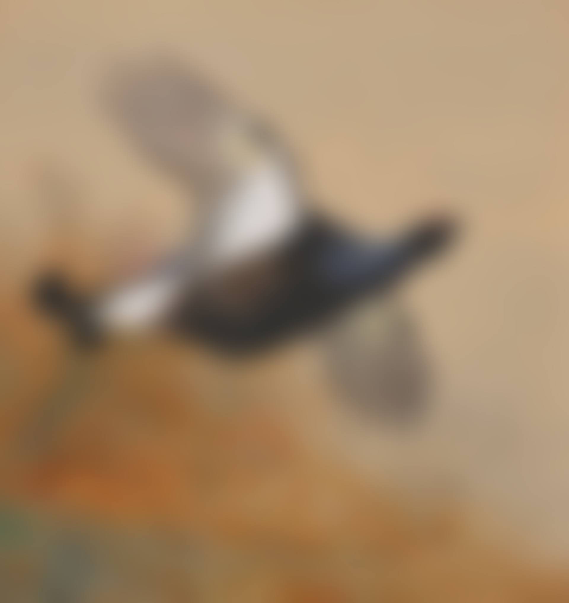 Blackgame in flight (preview)