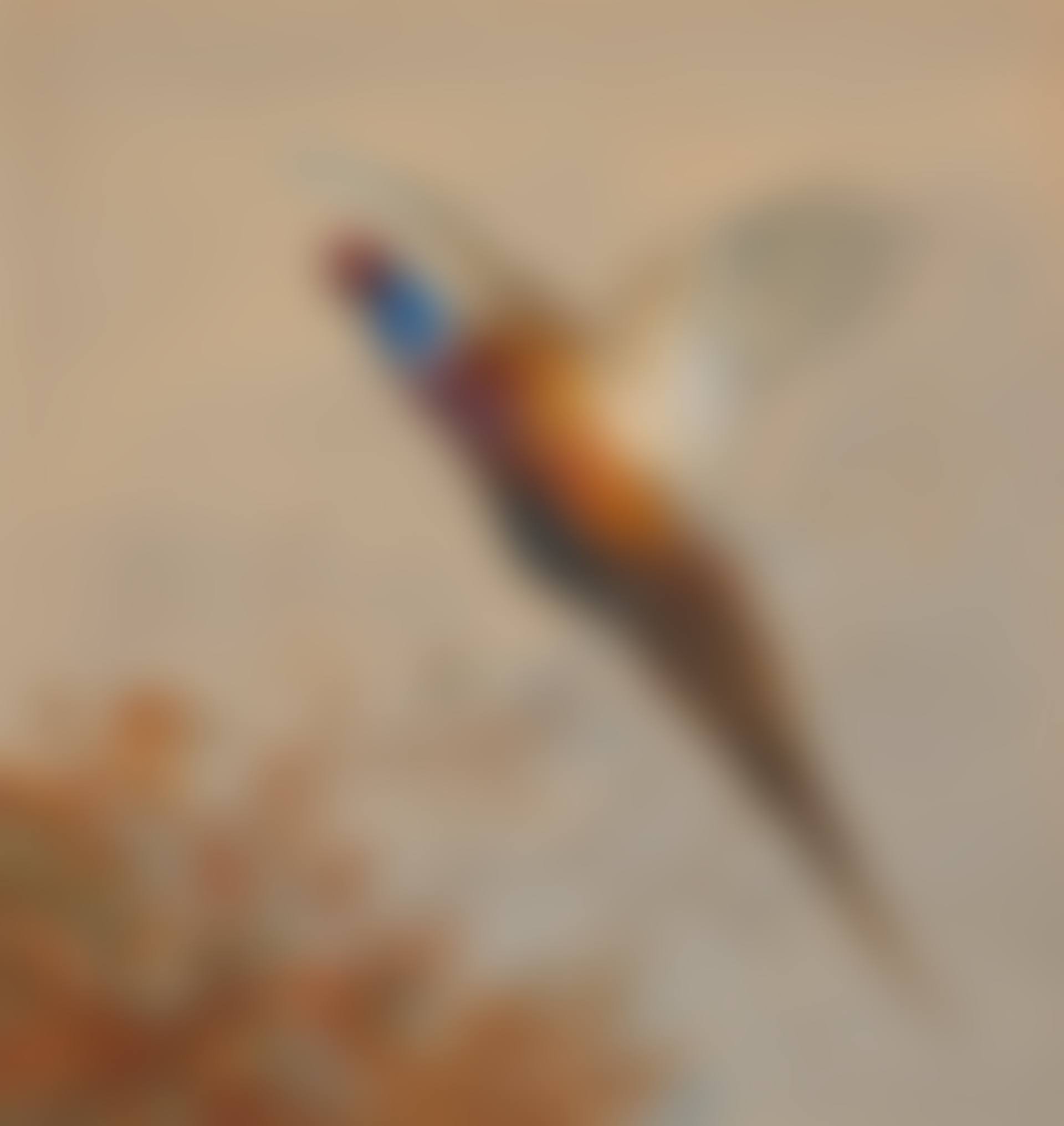 A cock pheasant in flight (preview)