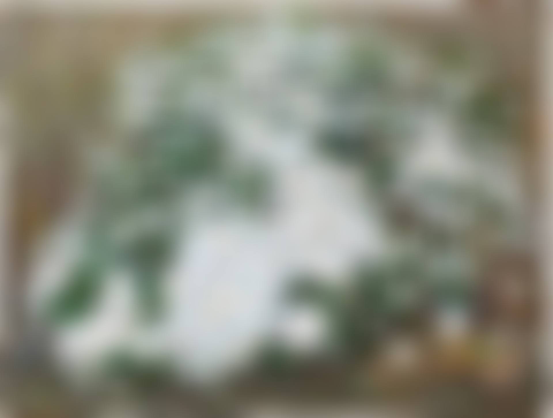 Field Chrysanthemums (preview)
