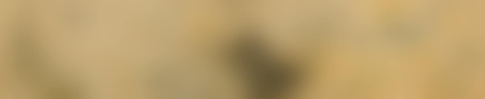 Embroidered Flowers & Butterflies (preview)