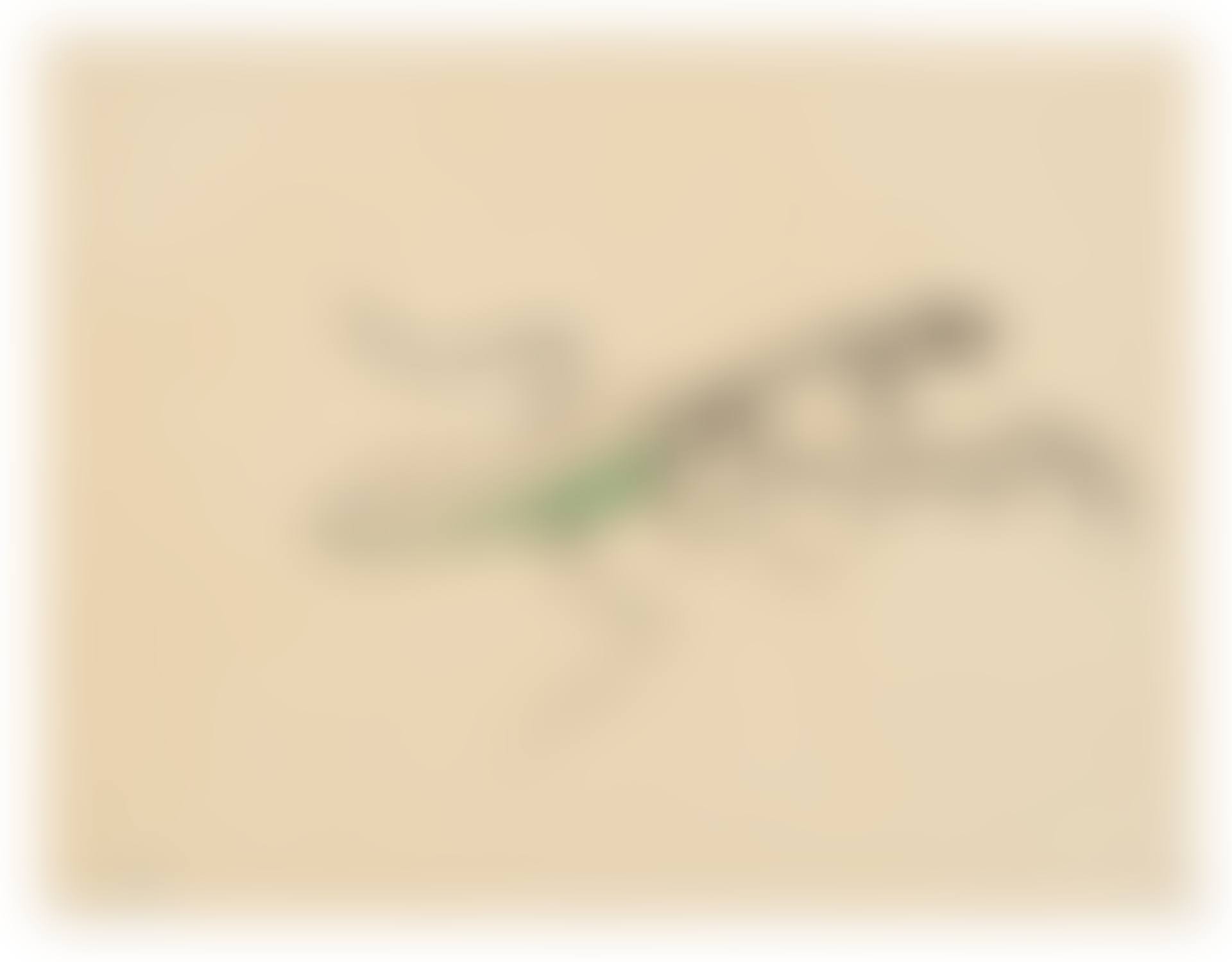 A Praying Mantis (preview)