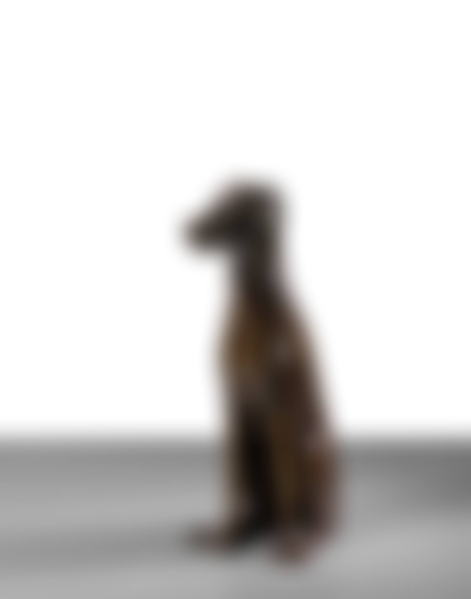 Chien (preview)
