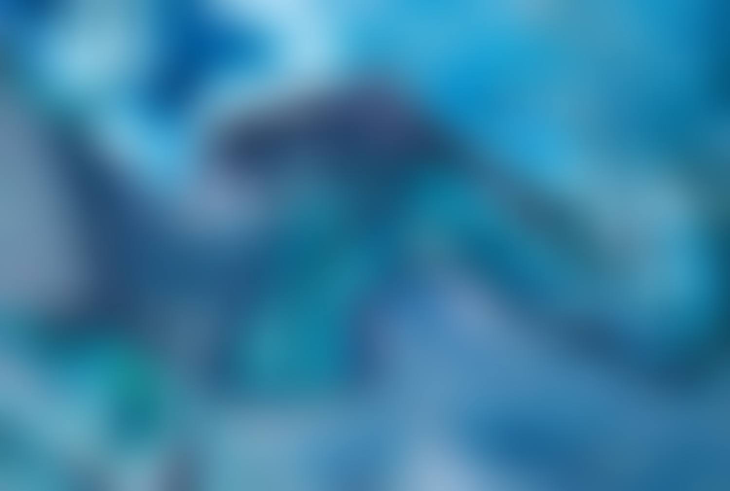 "Animal 13" (preview)