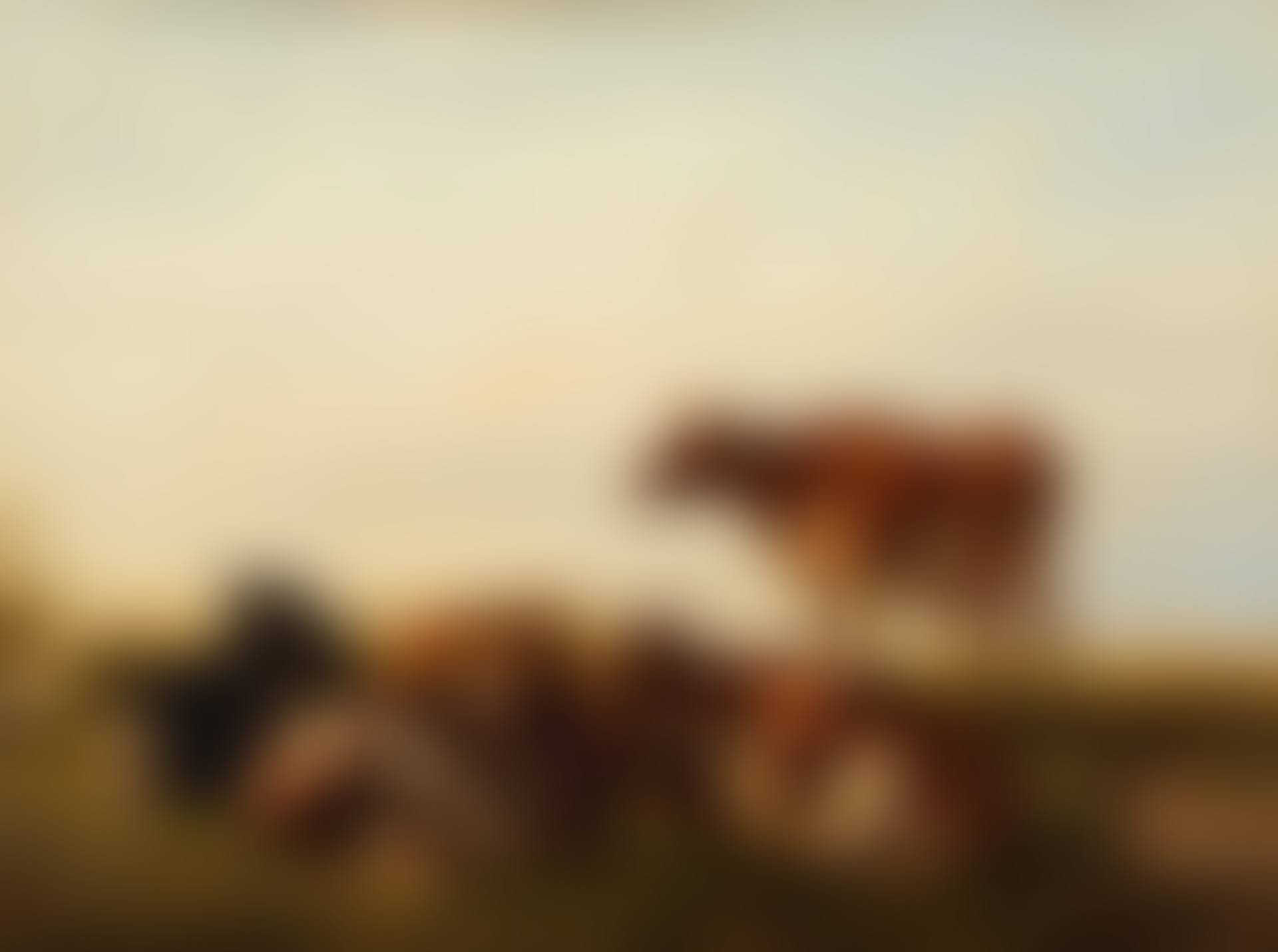 Cattle at pasture (preview)