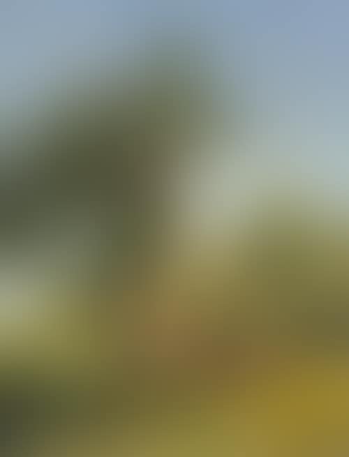 Arbre (preview)