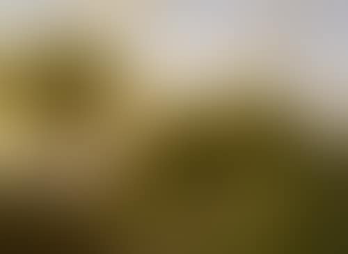 River landscape with woodland (preview)
