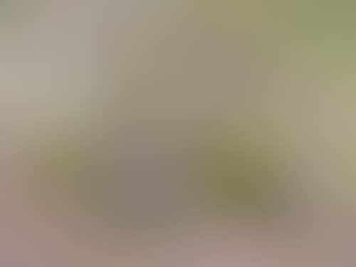 La Foret (preview)